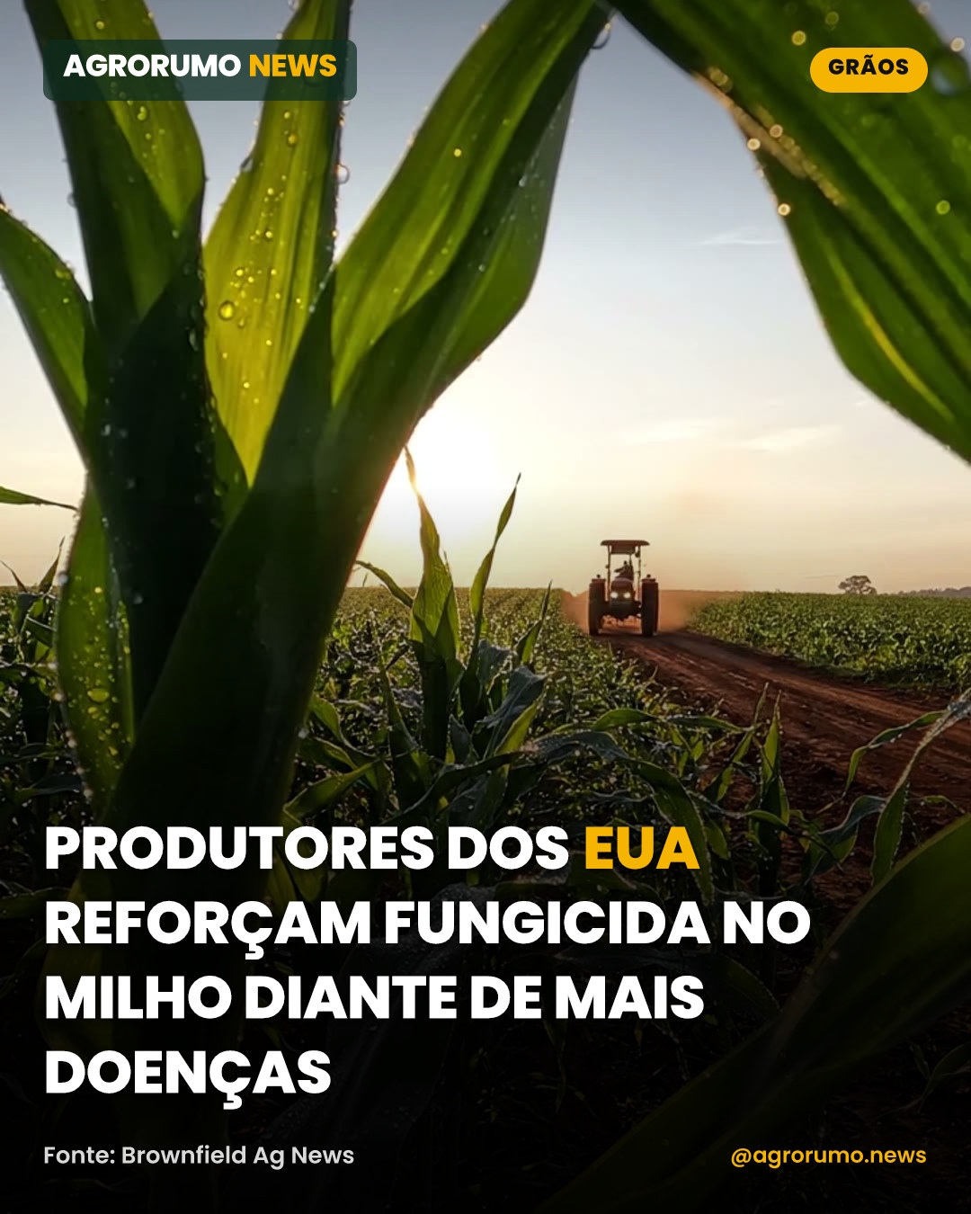 Produtores dos EUA reforçam fungicida no milho diante de mais doenças