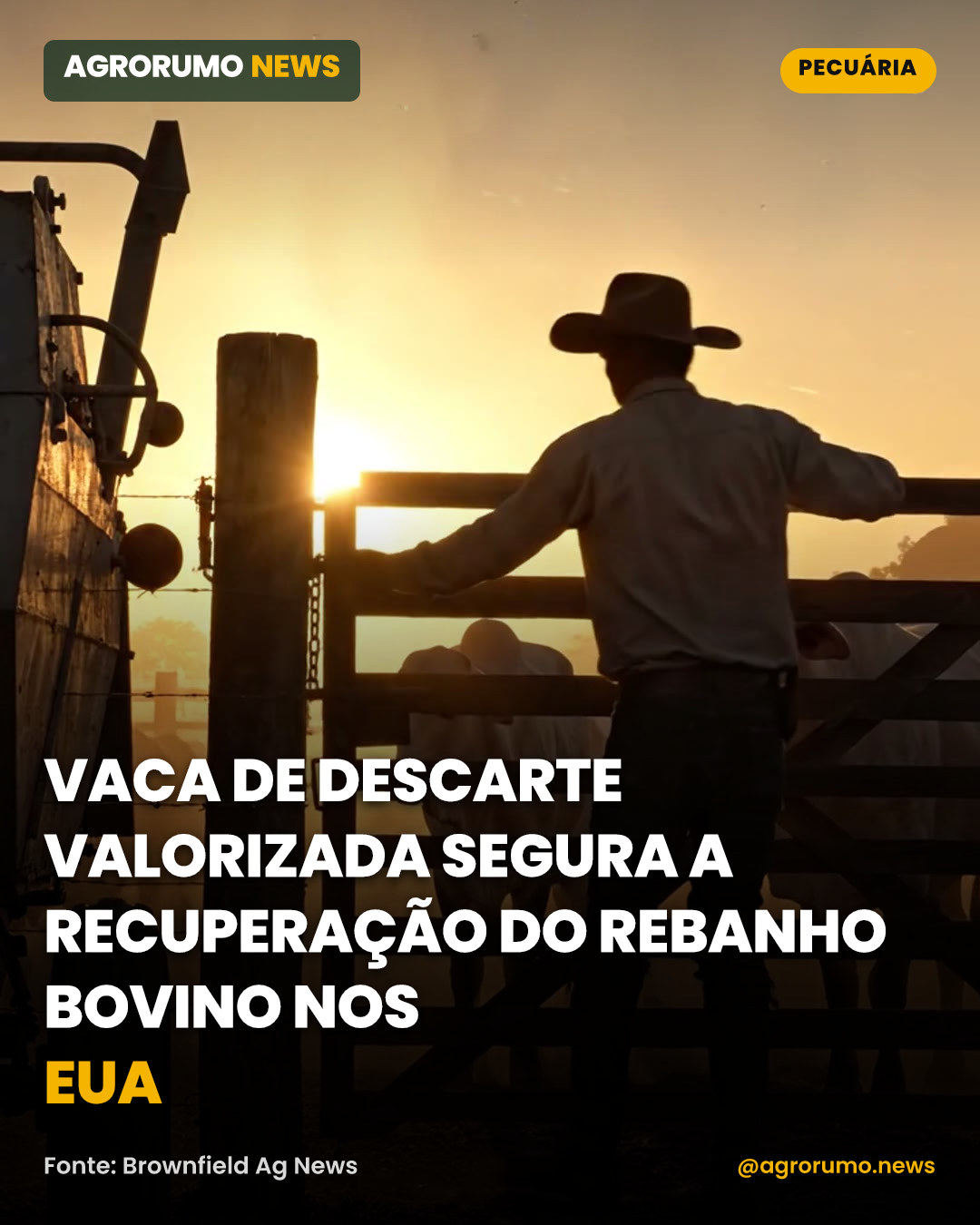 Vaca de descarte valorizada segura a recuperação do rebanho bovino nos EUA