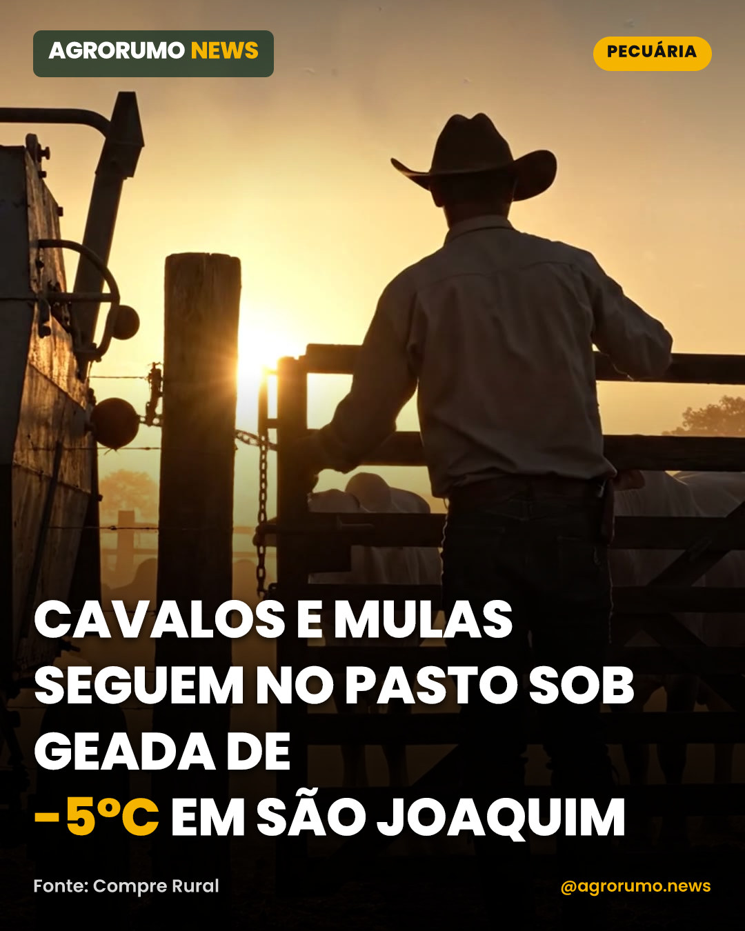 Cavalos e mulas seguem no pasto sob geada de -5°C em São Joaquim