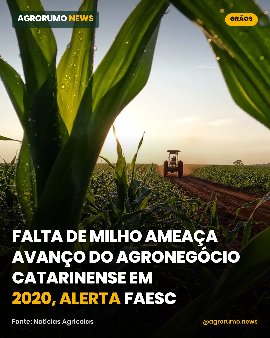 Falta de milho ameaça avanço do agronegócio catarinense em 2020, alerta Faesc