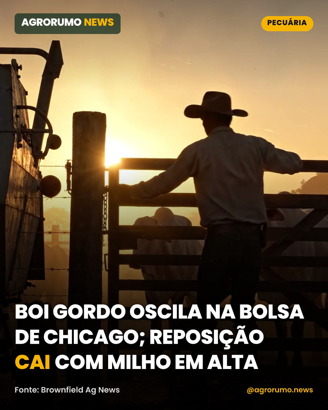 Boi gordo oscila na Bolsa de Chicago; reposição cai com milho em alta