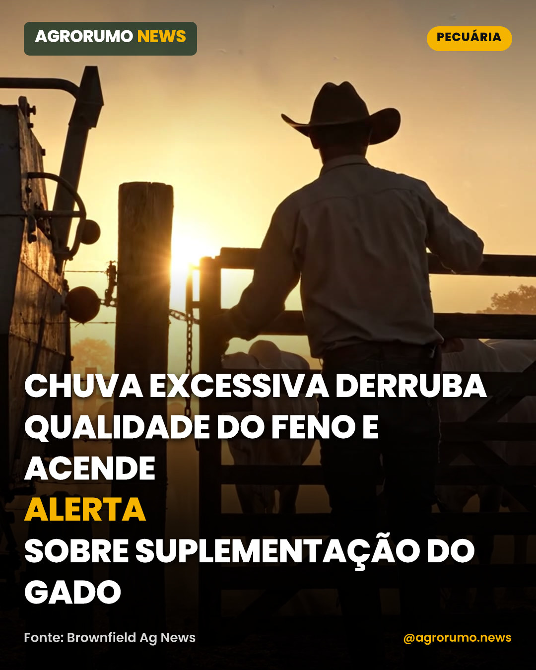 Chuva excessiva derruba qualidade do feno e acende alerta sobre suplementação do gado