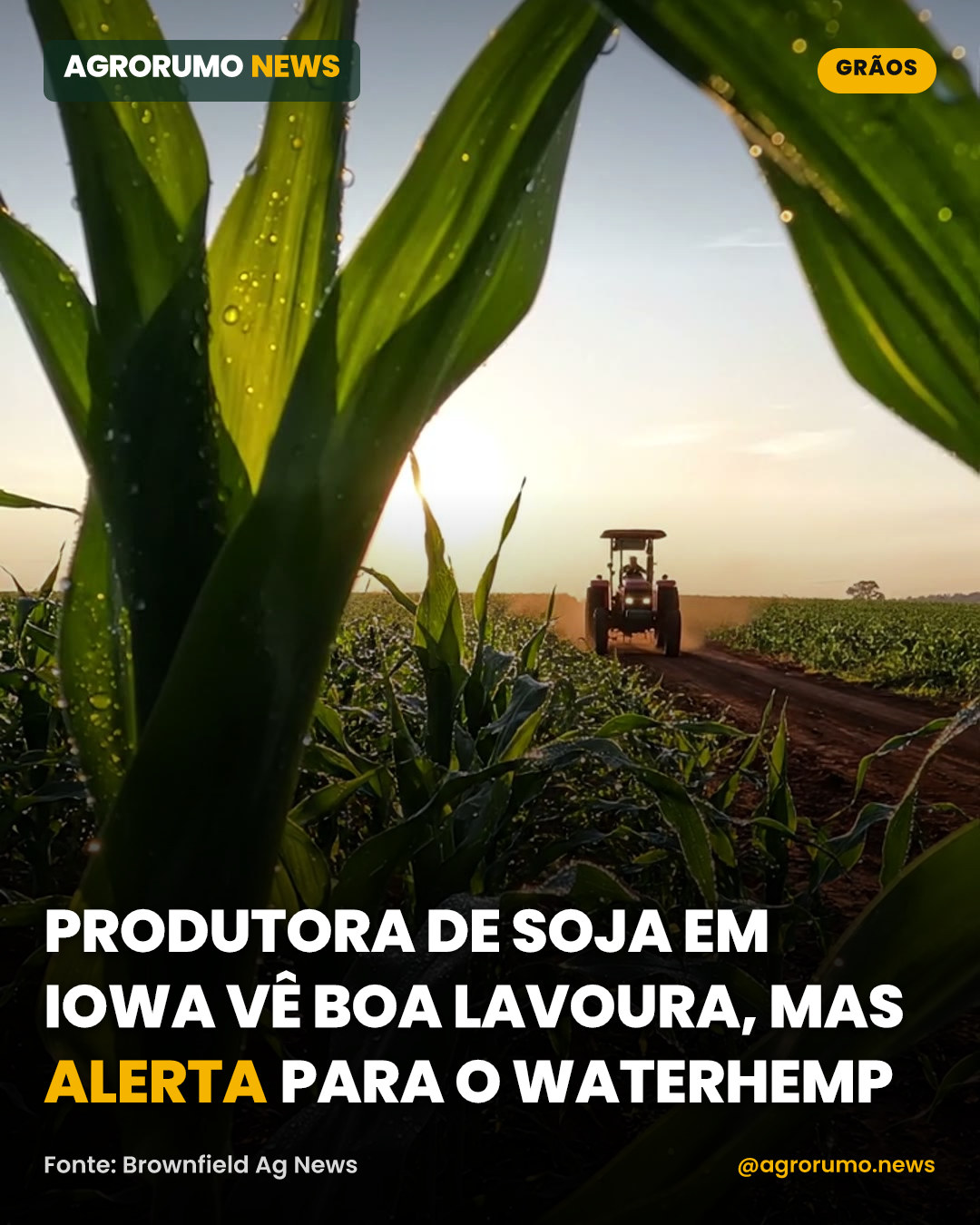 Produtora de soja em Iowa vê boa lavoura, mas alerta para o waterhemp
