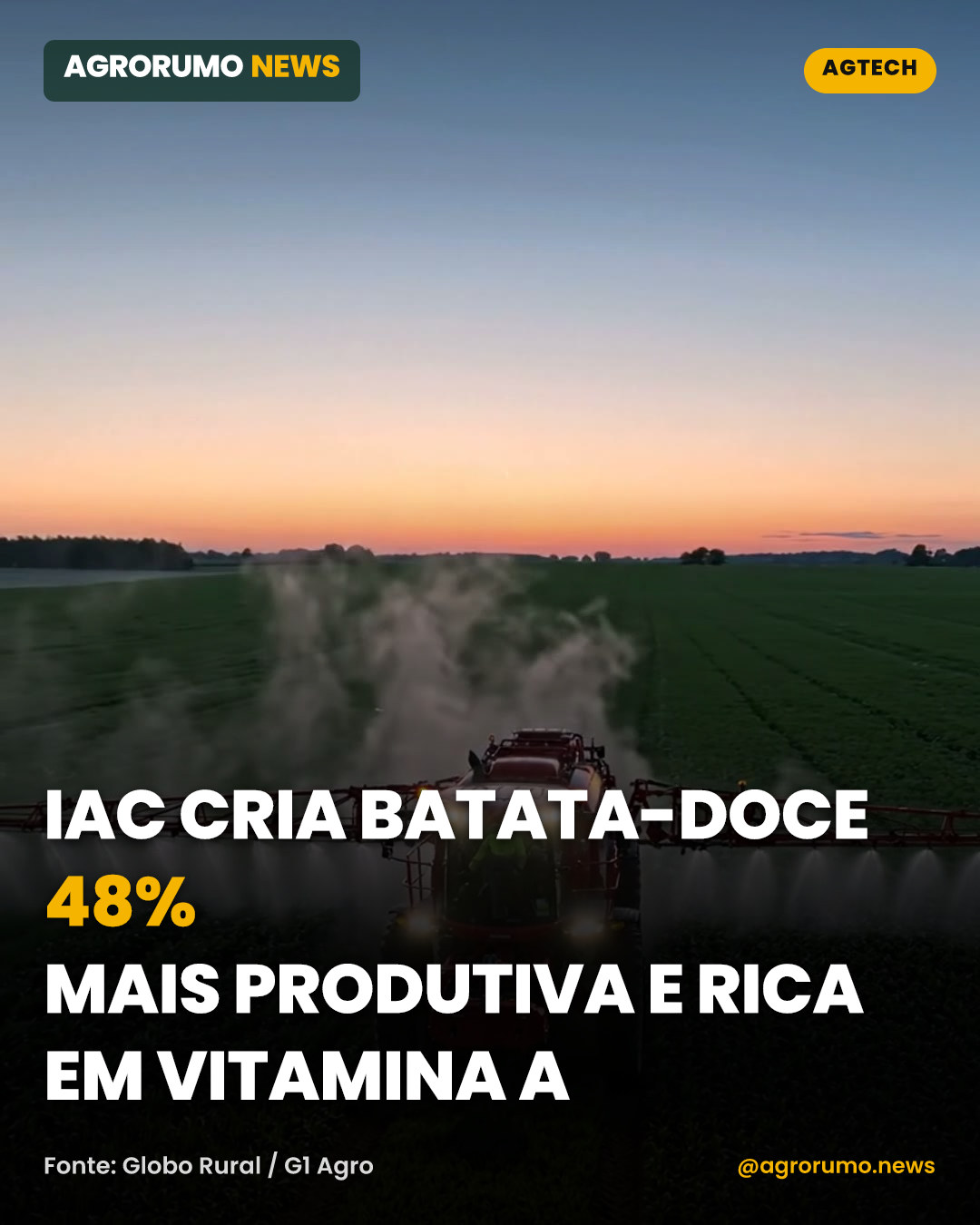 IAC cria batata-doce 48% mais produtiva e rica em vitamina A