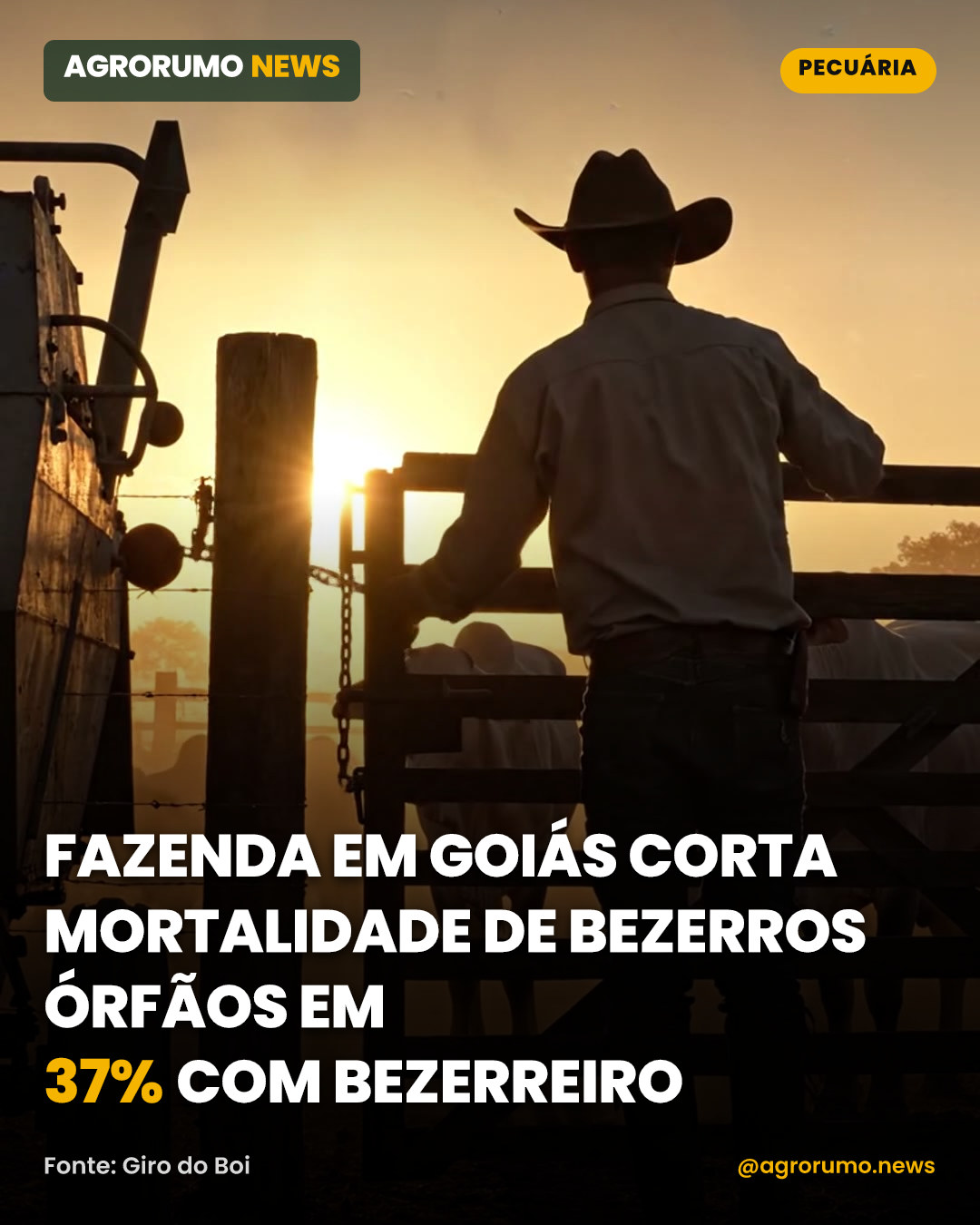 Fazenda em Goiás corta mortalidade de bezerros órfãos em 37% com bezerreiro