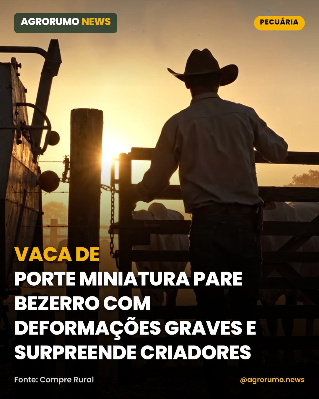 Vaca de porte miniatura pare bezerro com deformações graves e surpreende criadores