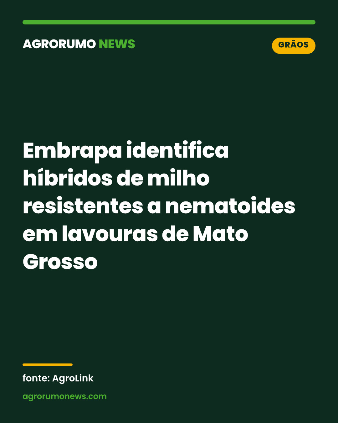 Embrapa identifica híbridos de milho resistentes a nematoides em lavouras de Mato Grosso