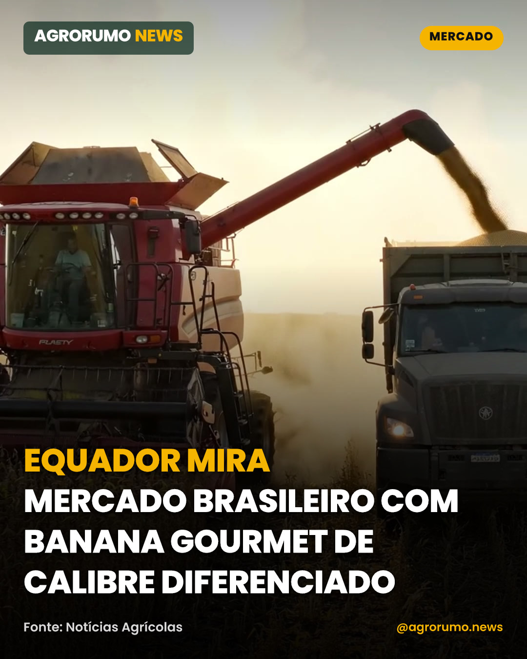 Equador mira mercado brasileiro com banana gourmet de calibre diferenciado