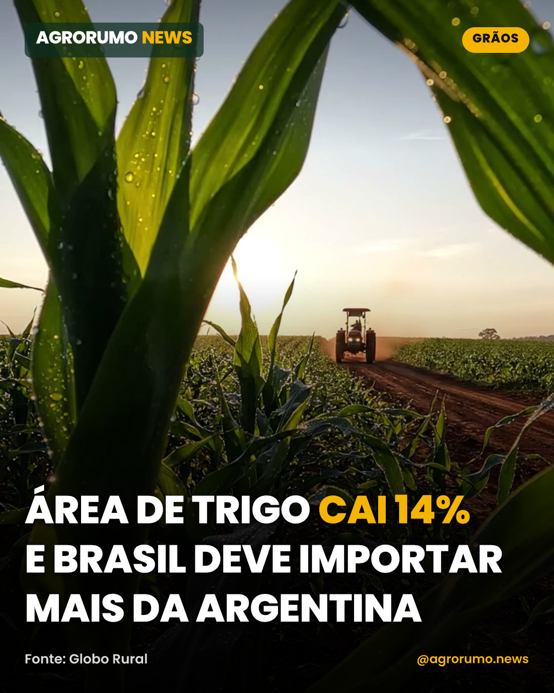 Área de trigo cai 14% e Brasil deve importar mais da Argentina