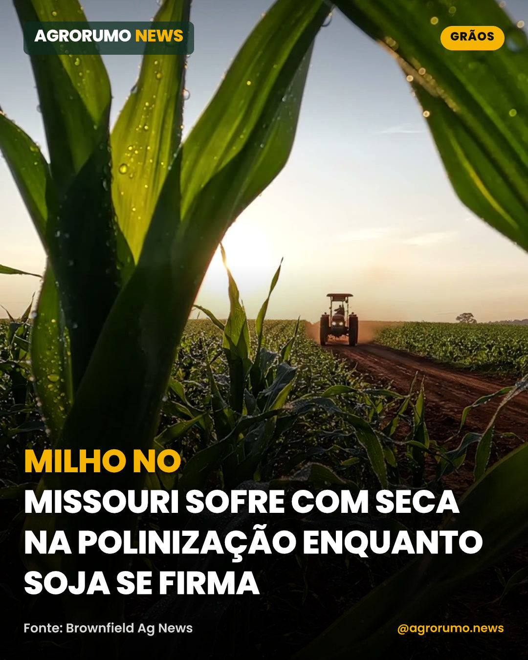 Milho no Missouri sofre com seca na polinização enquanto soja se firma