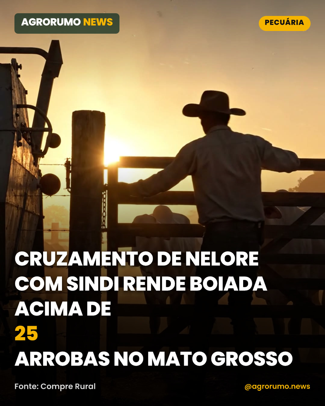 Cruzamento de Nelore com Sindi rende boiada acima de 25 arrobas no Mato Grosso