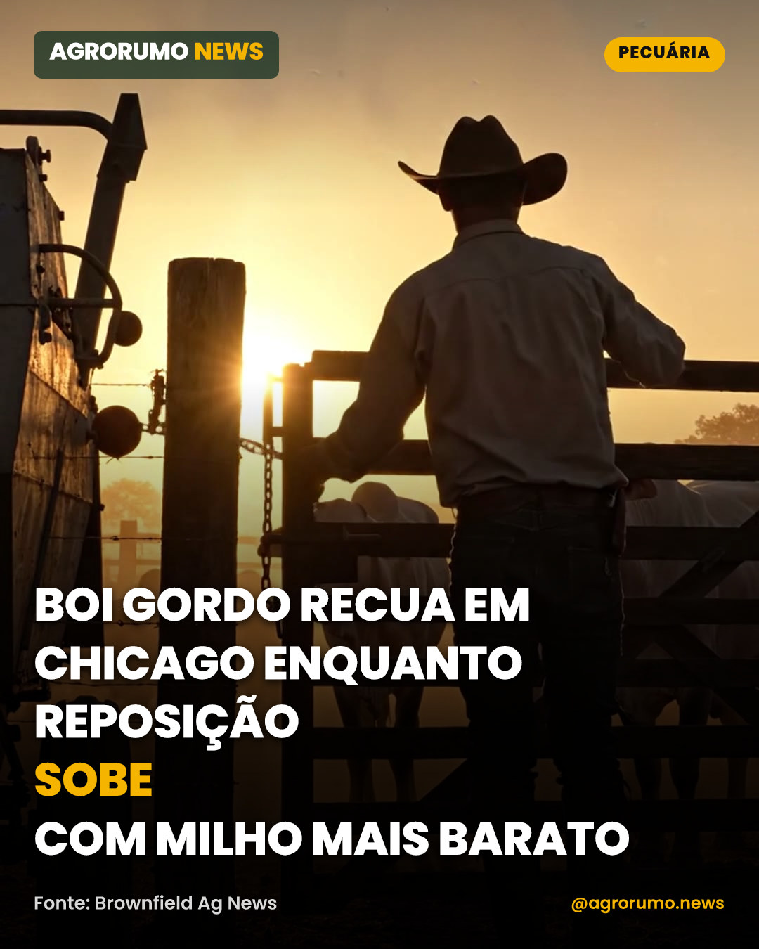 Boi gordo recua em Chicago enquanto reposição sobe com milho mais barato