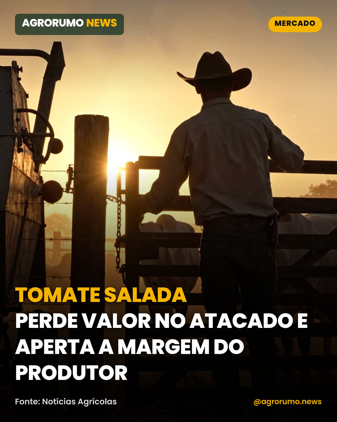 Tomate salada perde valor no atacado e aperta a margem do produtor