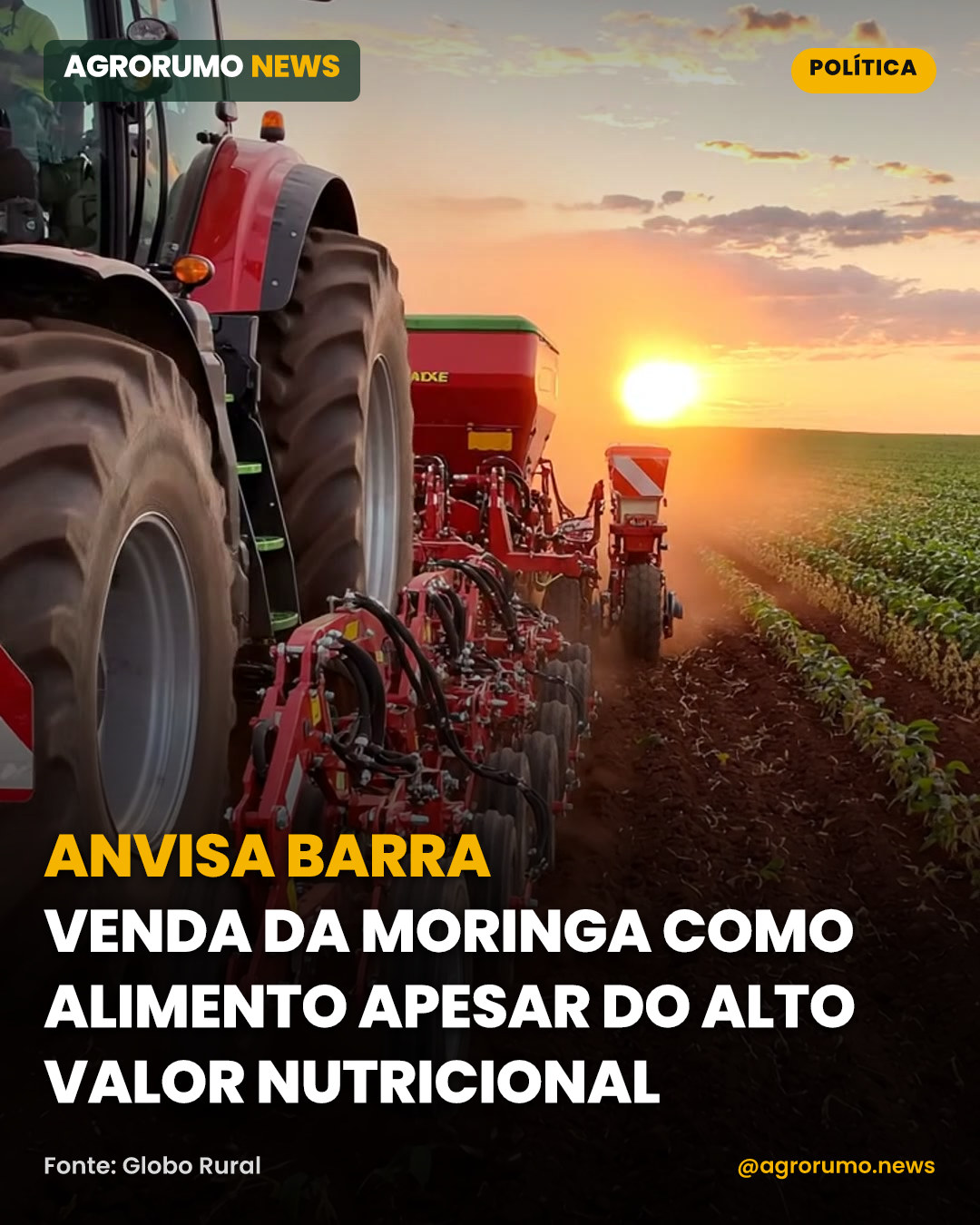 Anvisa barra venda da moringa como alimento apesar do alto valor nutricional
