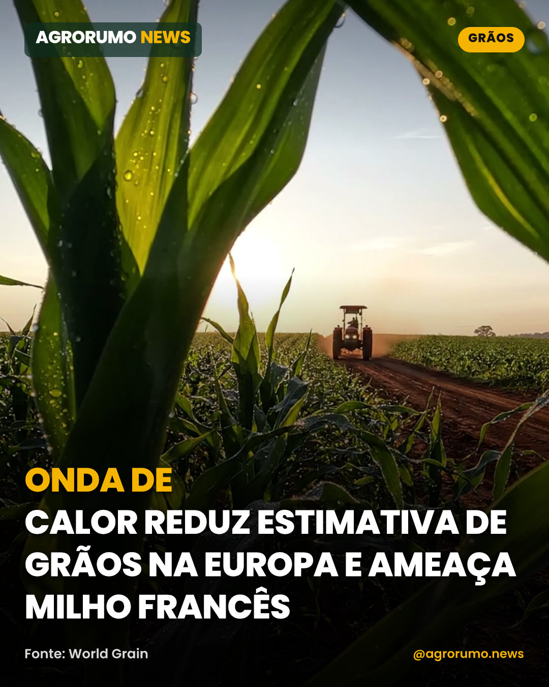 Onda de calor reduz estimativa de grãos na Europa e ameaça milho francês