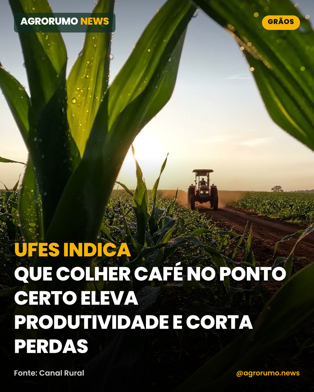 Ufes indica que colher café no ponto certo eleva produtividade e corta perdas