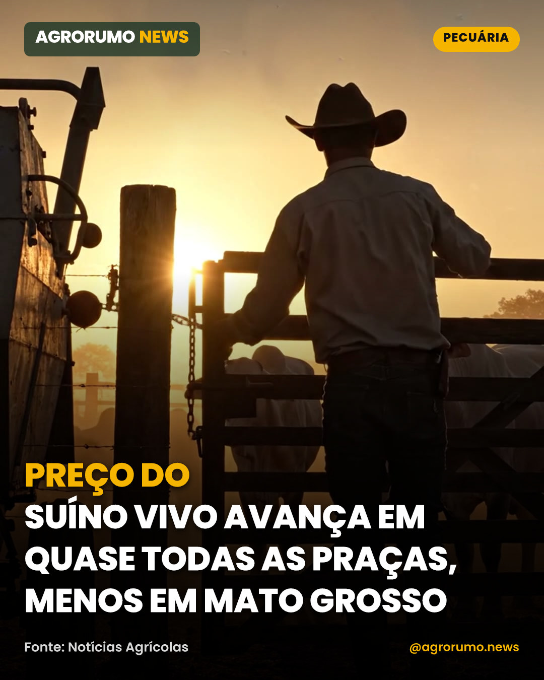 Preço do suíno vivo avança em quase todas as praças, menos em Mato Grosso
