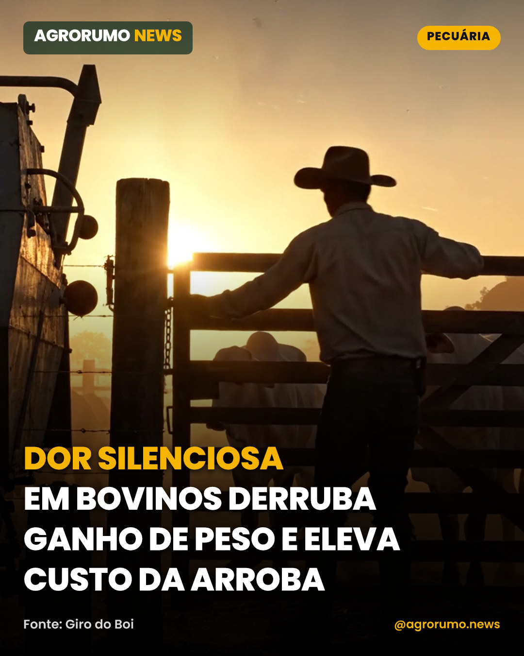 Dor silenciosa em bovinos derruba ganho de peso e eleva custo da arroba