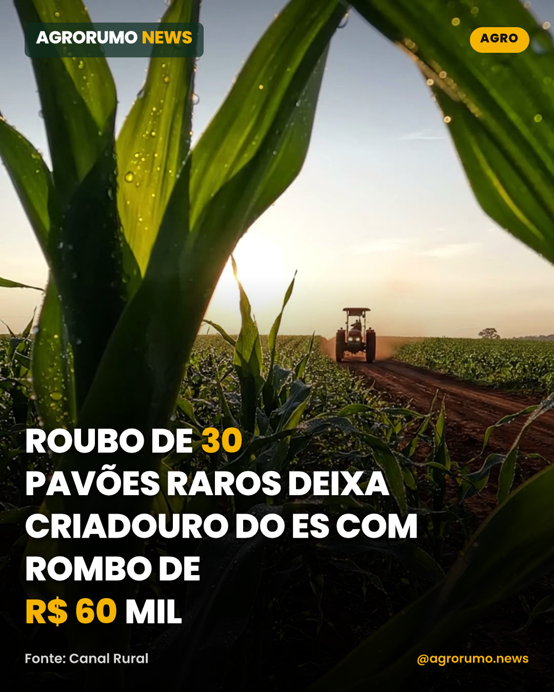 Roubo de 30 pavões raros deixa criadouro do ES com rombo de R$ 60 mil