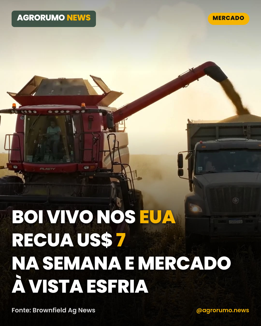 Boi vivo nos EUA recua US$ 7 na semana e mercado à vista esfria