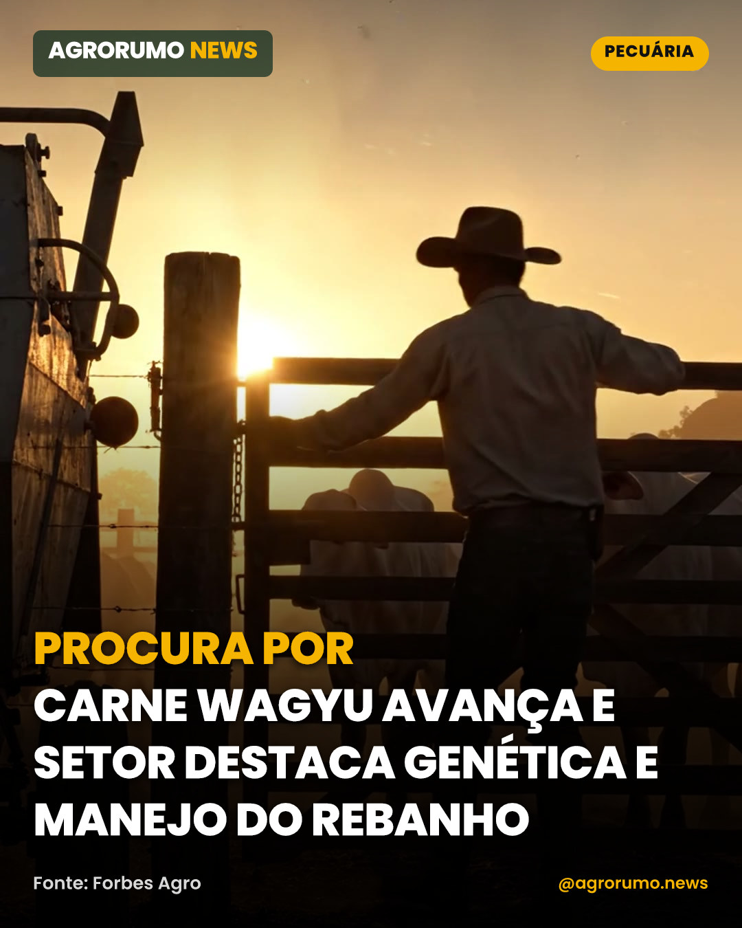 Procura por carne Wagyu avança e setor destaca genética e manejo do rebanho