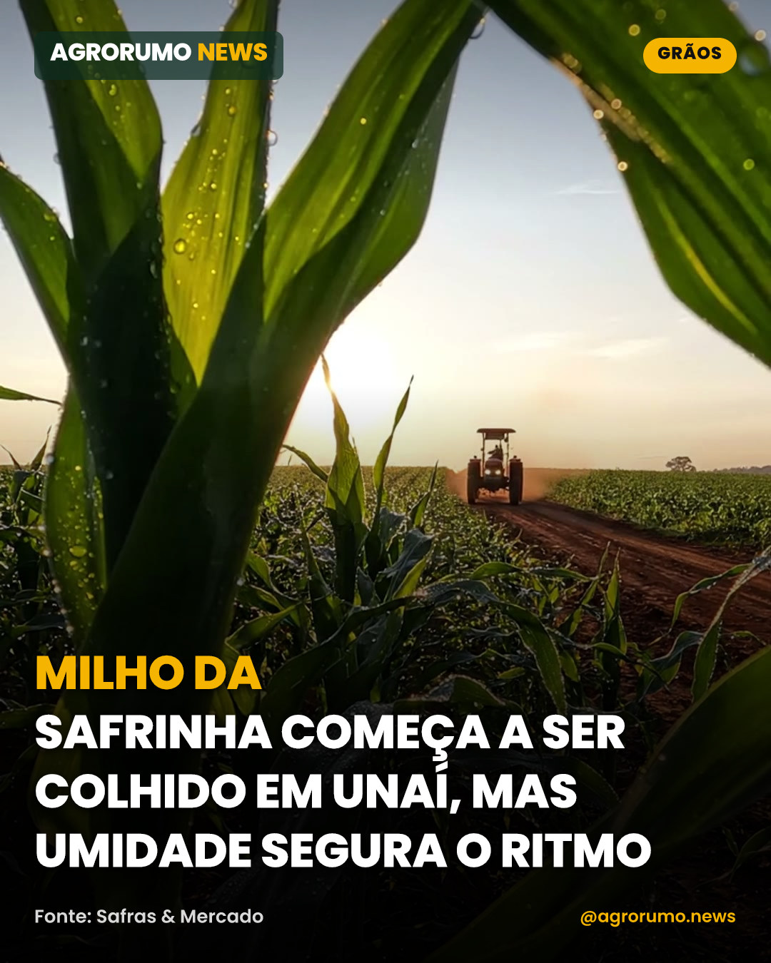 Milho da safrinha começa a ser colhido em Unaí, mas umidade segura o ritmo