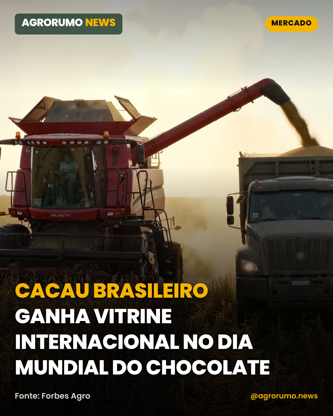 Cacau brasileiro ganha vitrine internacional no Dia Mundial do Chocolate