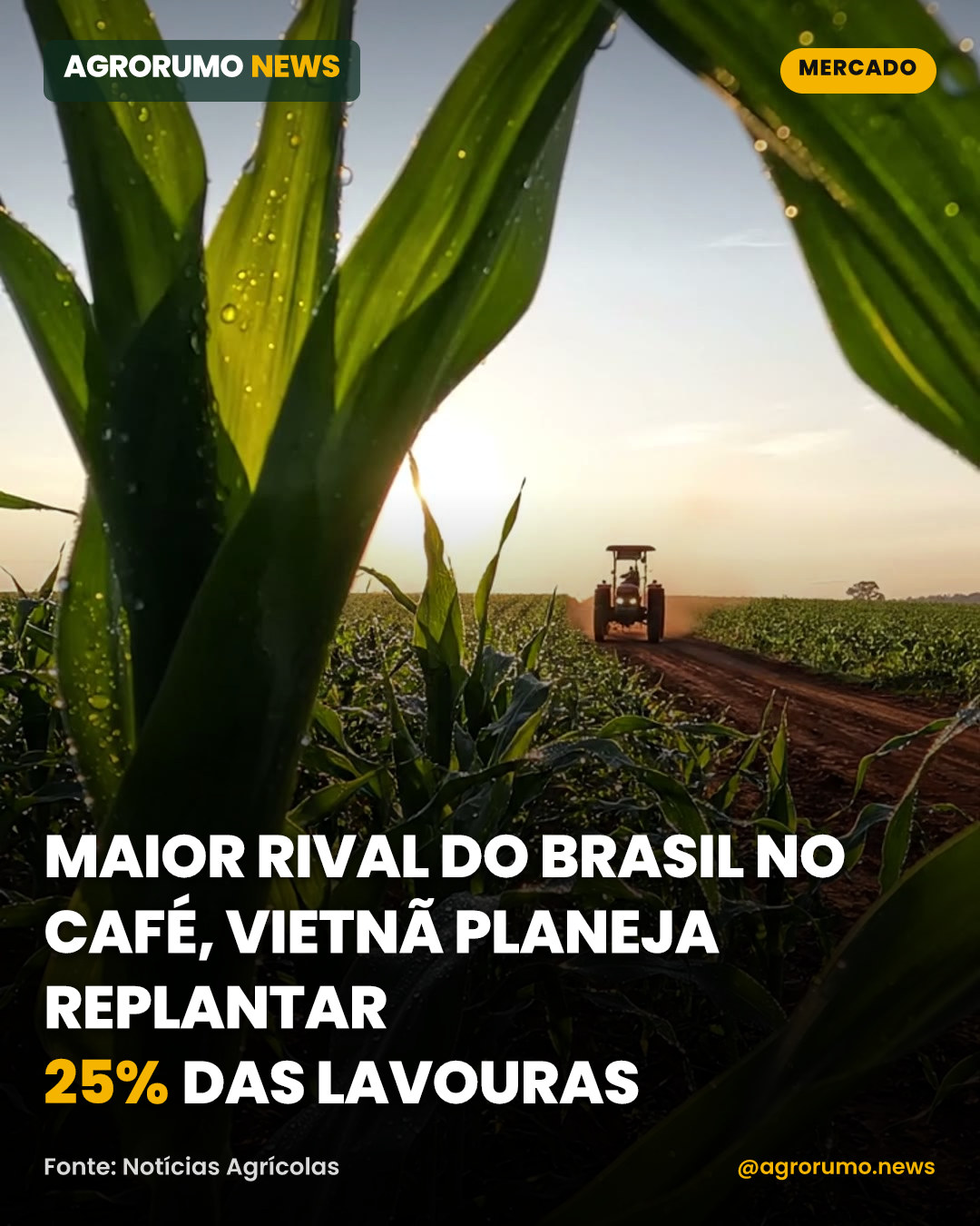 Maior rival do Brasil no café, Vietnã planeja replantar 25% das lavouras