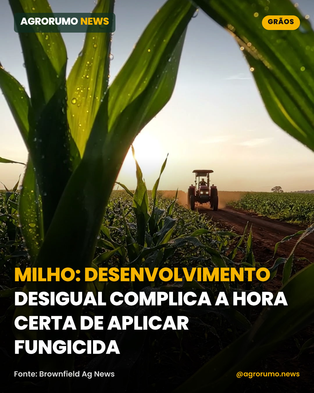 Milho: desenvolvimento desigual complica a hora certa de aplicar fungicida