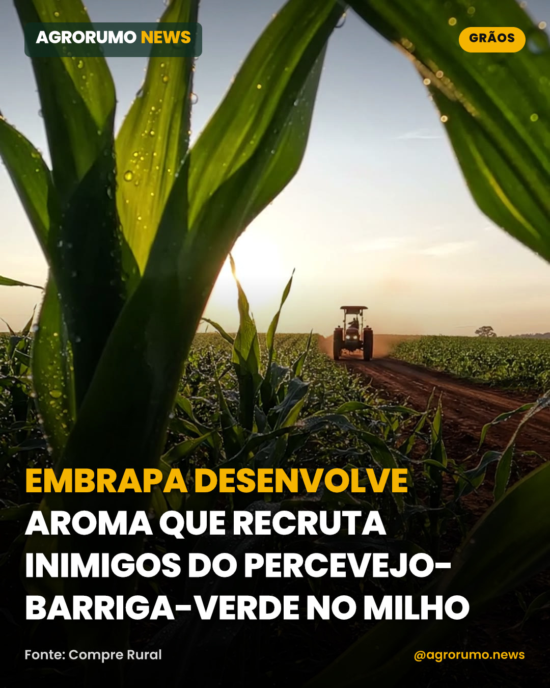 Embrapa desenvolve aroma que recruta inimigos do percevejo-barriga-verde no milho