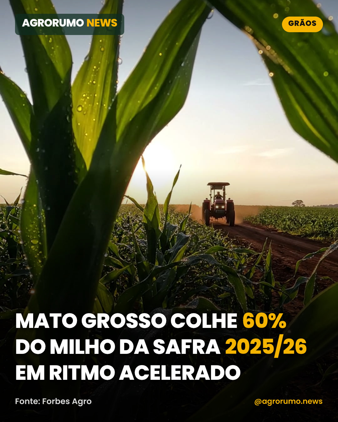 Mato Grosso colhe 60% do milho da safra 2025/26 em ritmo acelerado
