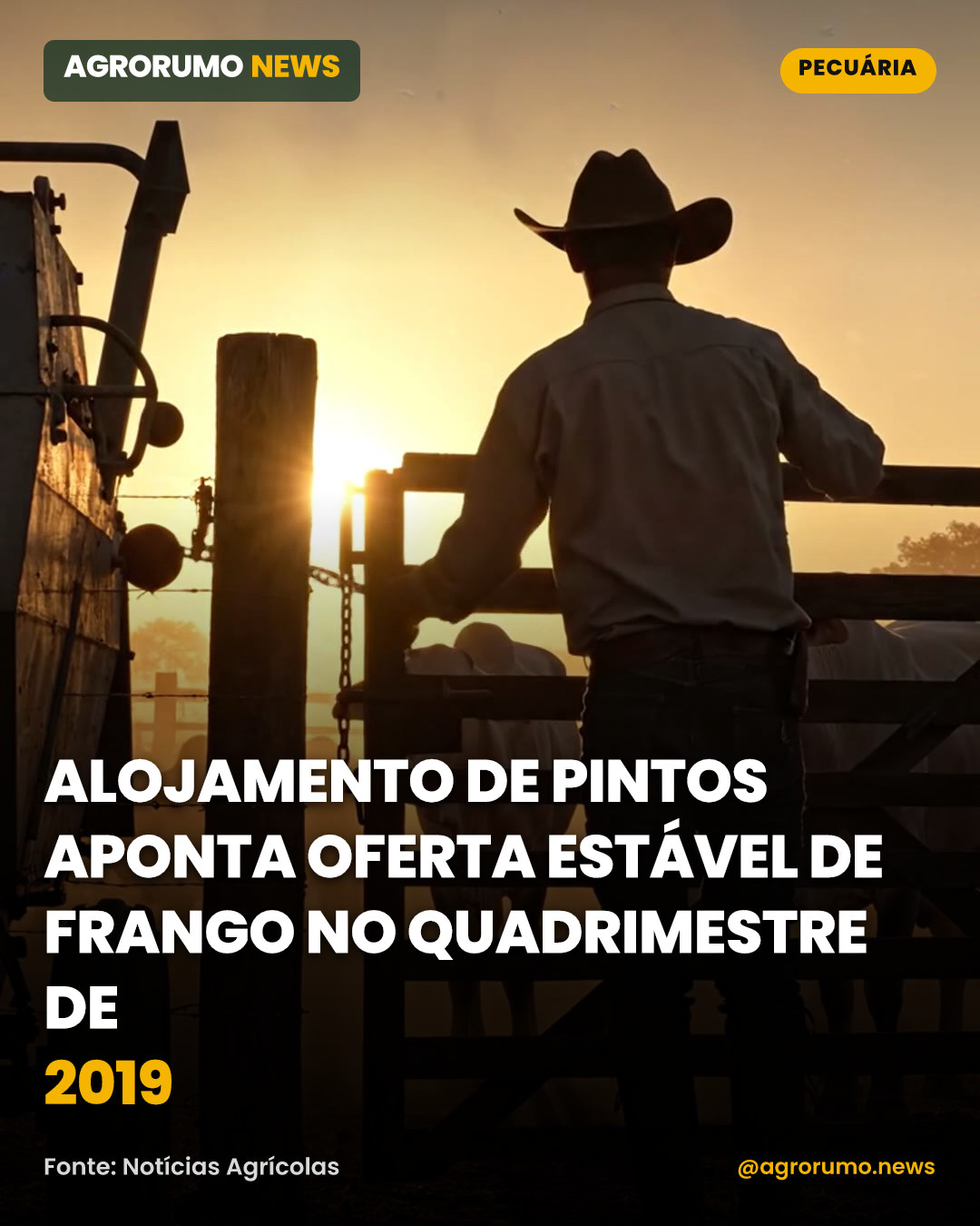 Alojamento de pintos aponta oferta estável de frango no quadrimestre de 2019