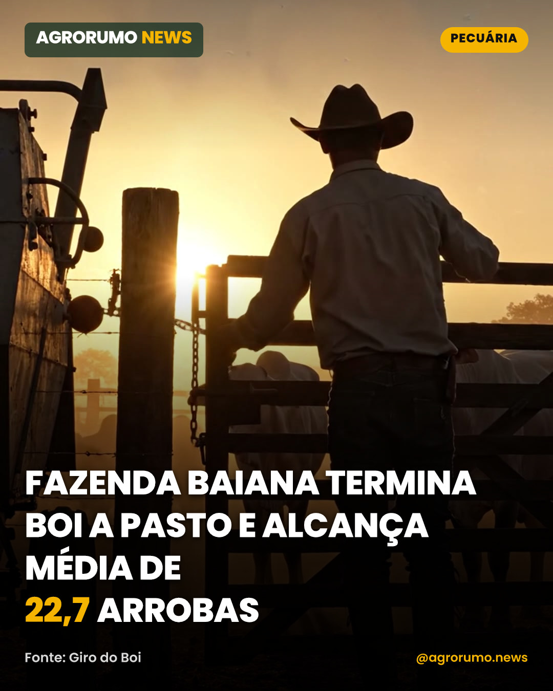 Fazenda baiana termina boi a pasto e alcança média de 22,7 arrobas