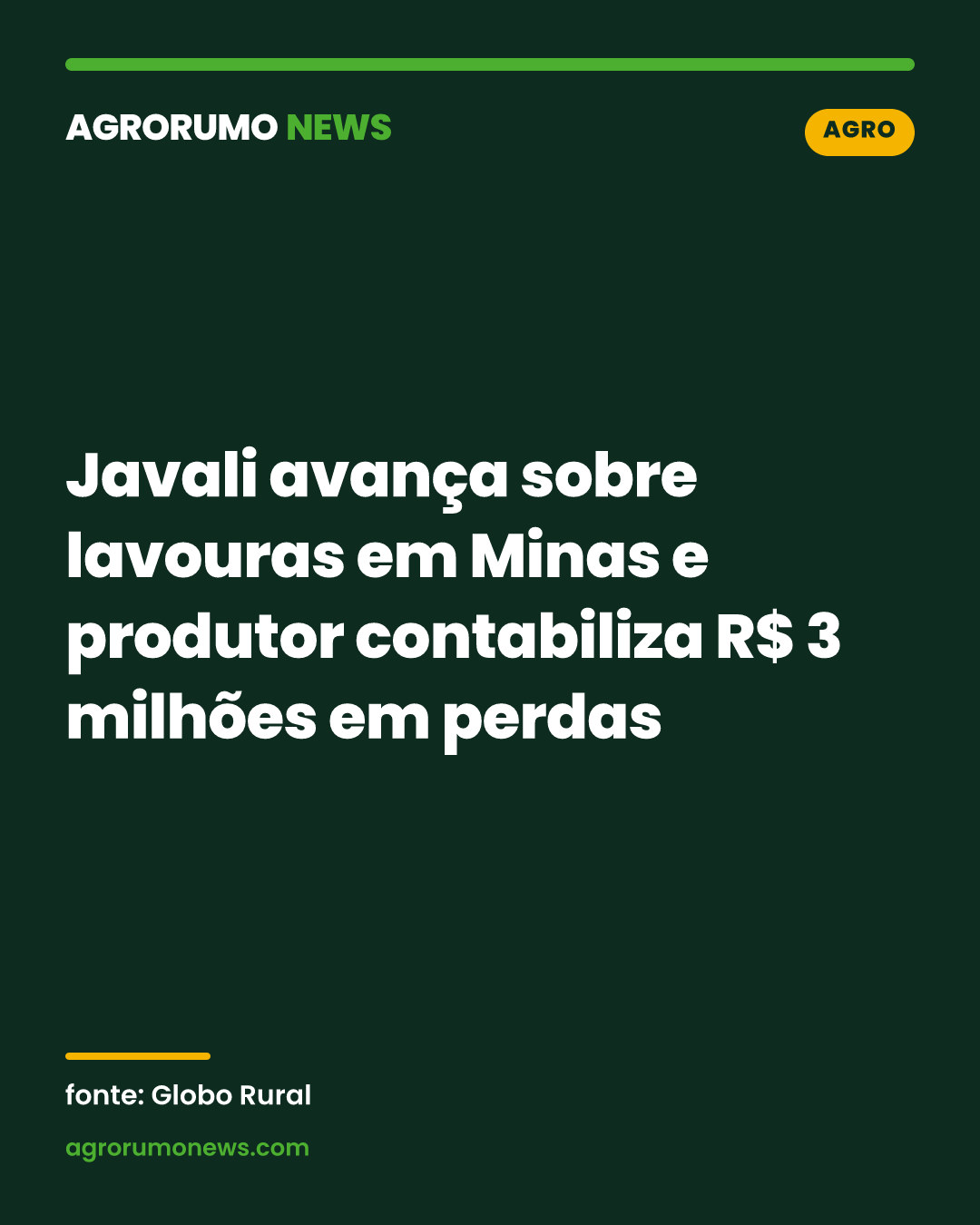 Javali avança sobre lavouras em Minas e produtor contabiliza R$ 3 milhões em perdas