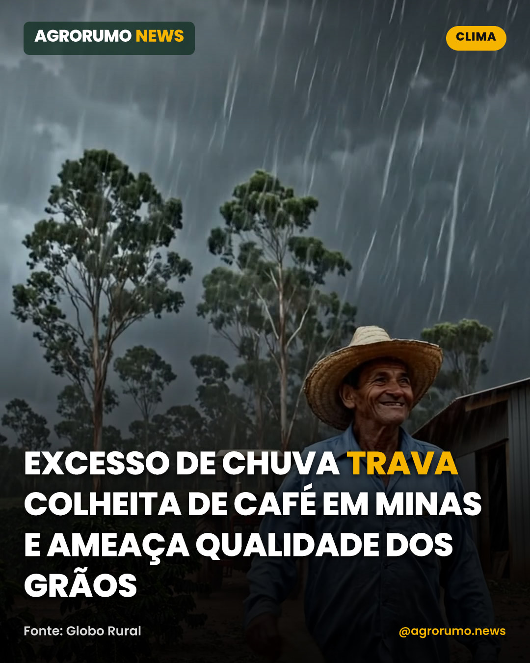 Excesso de chuva trava colheita de café em Minas e ameaça qualidade dos grãos